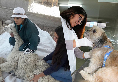MEDICINA VETERINARIA Y ZOOTECNIA